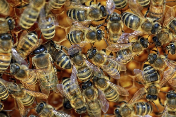 Bees
