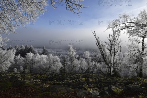 View from the summit ridge of the Mörschieder Burr in the Hunsrück-Hochwald National Park with rocks and hoarfrost on the trees on a sunny day with fog in the valley, Rhineland-Palatinate, Germany, Europe