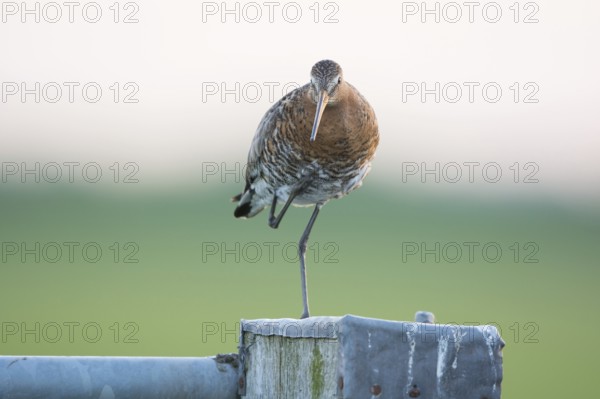 Black-tailed Godwit on pole in agricultural landscape