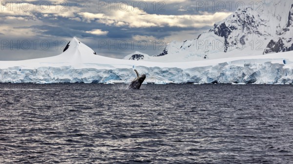 A whale jumps out of the water in front of an impressive, snow-covered ice landscape, humpback whale (Megaptera novaeangliae) observation in the Southern Ocean in Antarctica