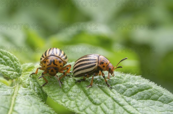 Reproduction of colorado potato beetles in potato leaves.Colorado beetle, potato parasite. Close-up colorado potato beetle, Decemlineata, potatoes parasites, leptinotarsa, potatoes beetles.