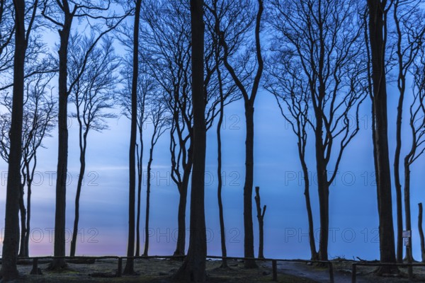 Ghost forest nienhagen