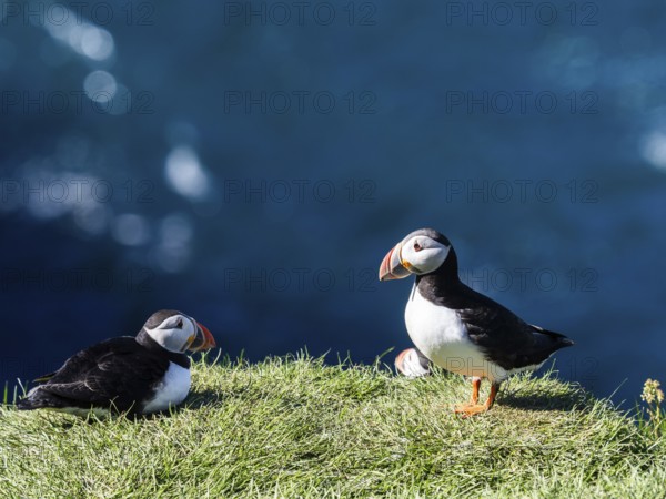 Puffin (Fratercula arctica) on a cliff on the Westman Islands, Iceland, Europe