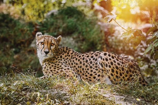 Cheetah (Acinonyx Jubatus) Sitting on the Ground Vienna, Austria, Europe