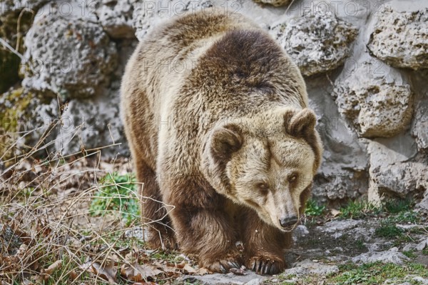 Brown Bear (Ursus Arctos) near the Stone Wall Varna, Bulgaria, Europe