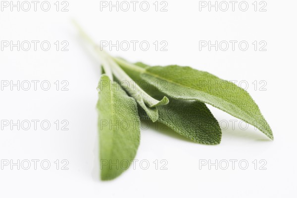 Sage sprig isolated on white background