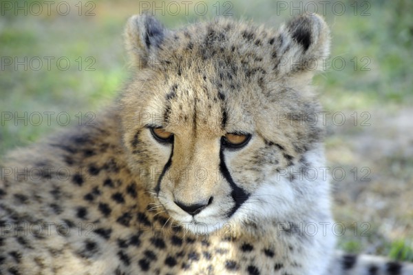 African Leopard south africa