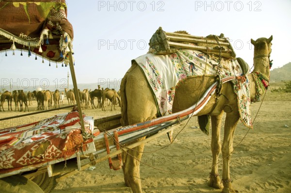Camel cart, Pushkar mela, rajasthan, Asia, India, Asia