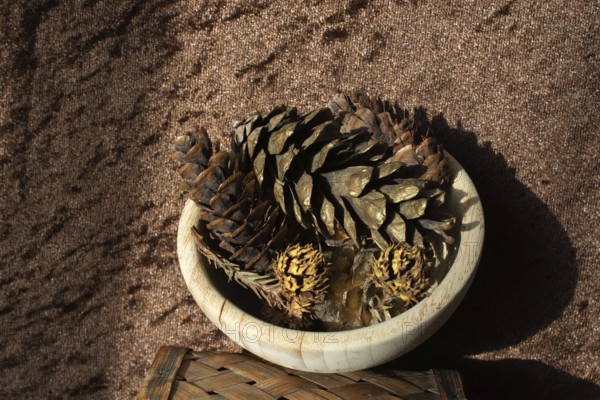 Dry pine cones as forest nature elements background