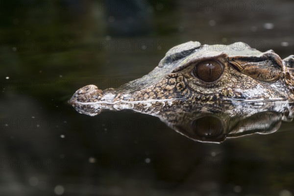 A picture of a dangerous crocodile