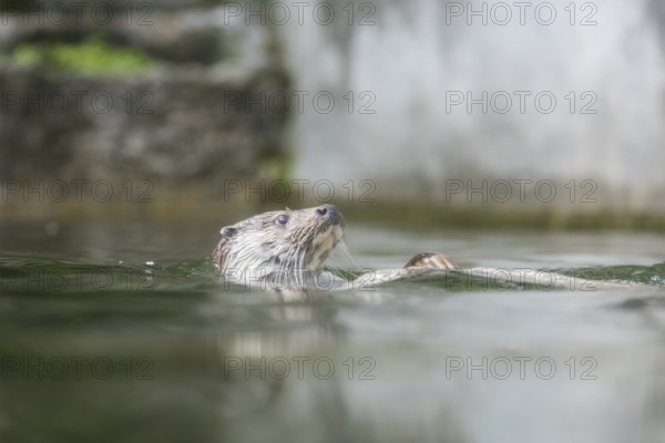 A picture of a cute otter in the water