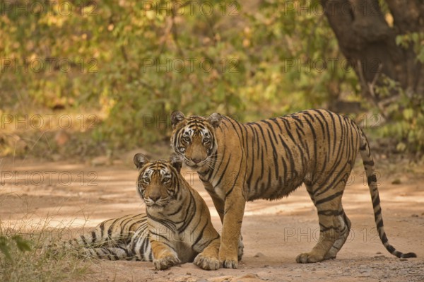 Two Wild Bengal or Indian tigers, mother and sub adult cub, on a jungle track, in the dry forests of the Ranthambhore national park in India