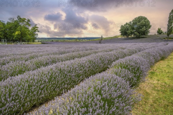 Beautiful summer evening in a lavender field. Large blue lavender bushes blooming in a cultivation area. Landscape shot at sunset at Lake Balaton, Hungary, Europe