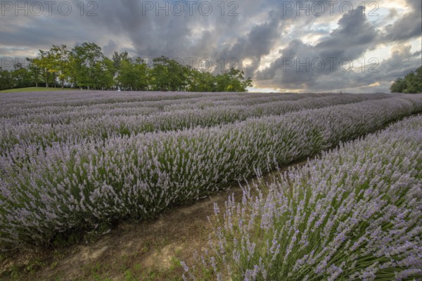 Beautiful summer evening in a lavender field. Large blue lavender bushes blooming in a cultivation area. Landscape shot at sunset at Lake Balaton, Hungary, Europe