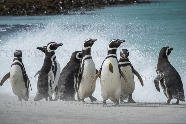 Magellanic penguins (Sphreniscus magellanicus), group on a beach, Bleaker Island, Falkland Islands, Great Britain, South Atlantic, South America