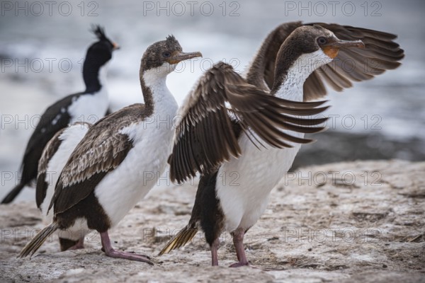 Blue-eyed Cormorant (Phalacrocorax atriceps), also Imperial shag, young birds grooming their feathers, Bleaker Island, Falkland Islands, Great Britain, South Atlantic, South America