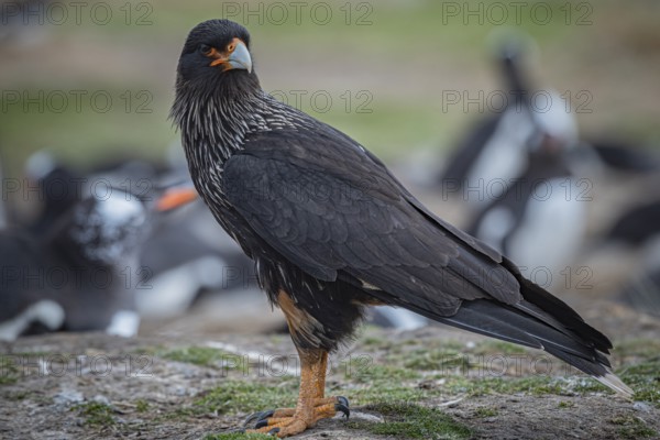 Falkland caracara (Phalcoboenus australis) in a colony of gentoo penguins (Pygoscelis papua), Pebble Island, Falkland Islands, Great Britain, South Atlantic, South America