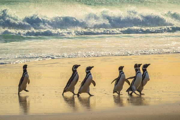Magellanic penguins (Sphreniscus magellanicus) landing on a beach in the morning light, Volunteer Point, Falkland Islands, Great Britain, South Atlantic, South America