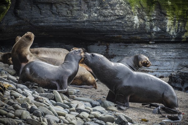 Maned seals (Otaria flavescens) on a beach, Bleaker Island, Falkland Islands, Great Britain, South Atlantic, South America