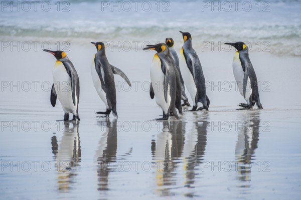 King penguins (Aptenodytes patagonicus), on the beach, Volunteer Point, Falkland Islands, Great Britain, South Atlantic, South America