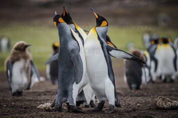 King penguins (Aptenodytes patagonicus), fighting over breeding partners during courtship, Volunteer Point, Falkland Islands, Great Britain, South Atlantic, South America