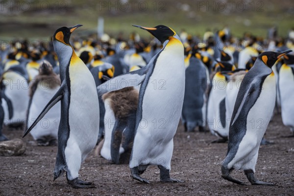 King penguins (Aptenodytes patagonicus), fighting over breeding partners during courtship, Volunteer Point, Falkland Islands, Great Britain, South Atlantic, South America