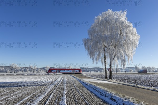 Red train travelling through a snow-covered field past an icy tree, hoarfrost in Unterallgäu, Bavaria, Germany, Europe