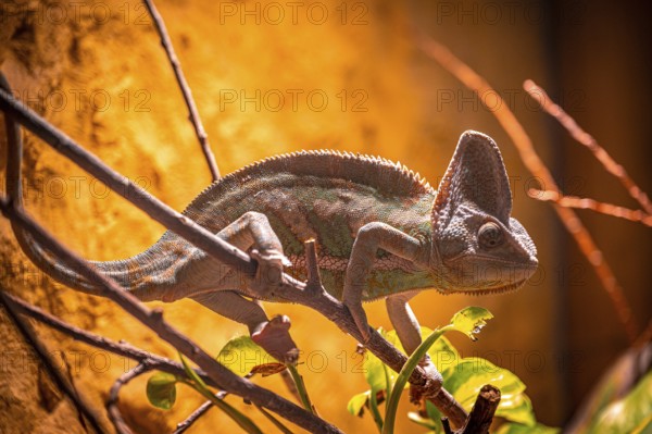 A chameleon (Chamaeleonidae) moves on branches, sunlight and shadow at play, Erfurt, Thuringia, Germany, Europe