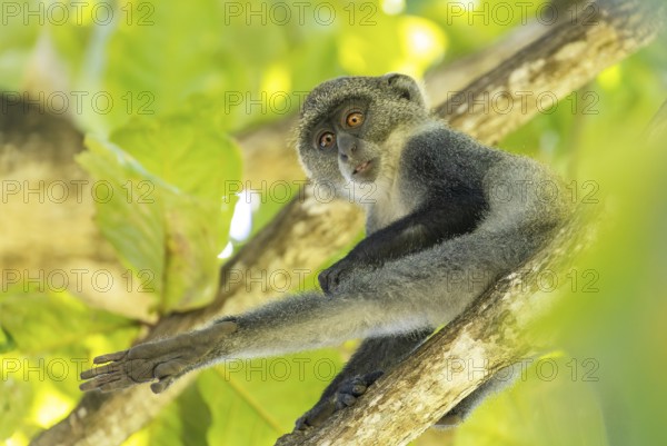 White-throated Monkey (cercopithecus albogularis) in a tree, Kenya, Africa