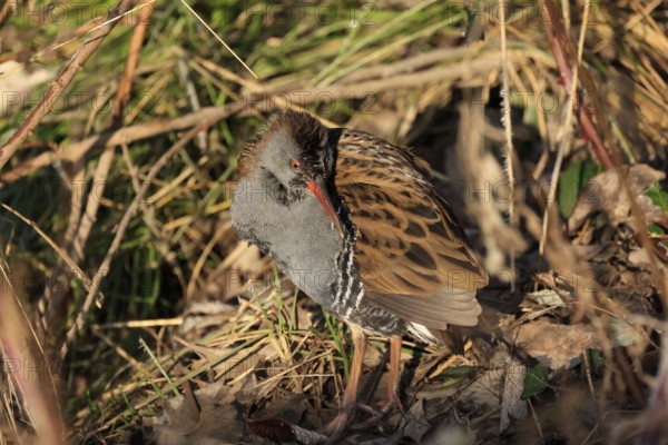 A water rail in the zugwiesen area, Germany, Europe