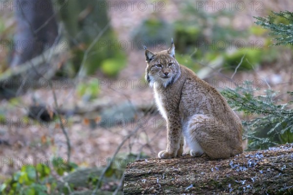 A lynx (Lynx lynx) sits quietly on a tree trunk in a peaceful, wintry forest, Captive, Bavaria, Germany, Europe