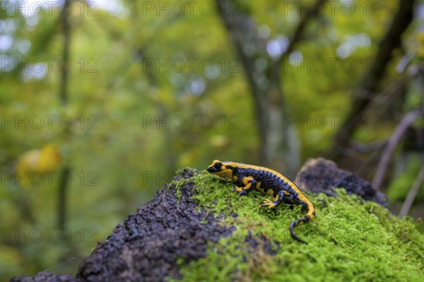 A fire salamander (Salamandra salamandra) on a mossy tree trunk surrounded by dense forest, Odershausen, Hesse, Germany, Europe