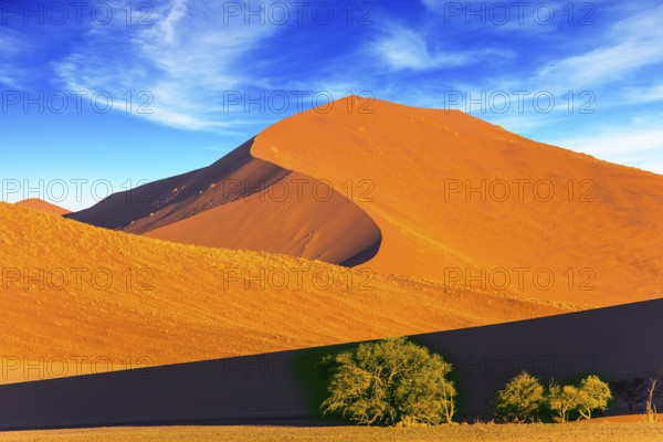 Several small plants and bushes in a vast desert. Orange, purple and yellow dunes of the Namib desert. Namibia, South Africa. The concept of extreme and exotic tourism