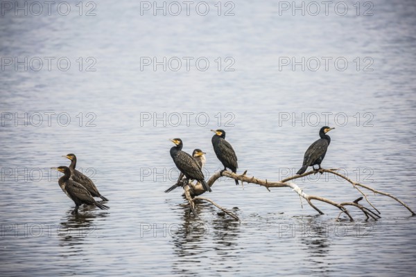 Fantastic winter dawn in Hula Nature Reserve, Upper Galilee, Israel. Migratory cormorants wintering on Lake Hula