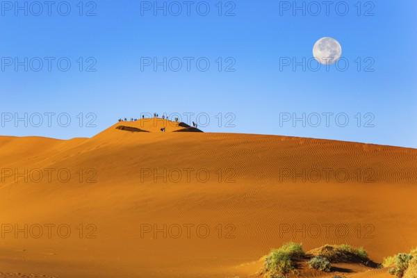 The huge moon is visible low above the horizon. Huge scenic red and orange sand dunes. Namibia. Sossusflei is a clay plateau in the Namib Naukluft Park. Africa