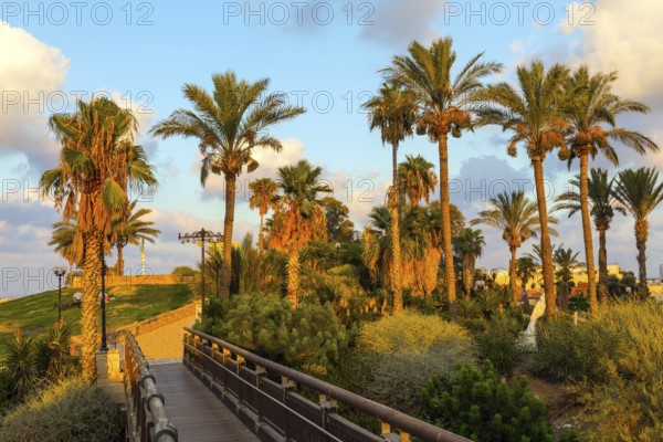 Picturesque bridge over a ravine. Evening twilight over Old Jaffa. Palm trees on the hill Abrasha Park. Sunset. Old Yaffo, Tel Aviv. Concept active, informative and photo tourism