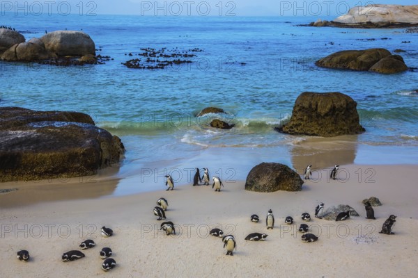 Boulders Penguin Colony in the Table Mountain National Park, Africa. The concept of active and ecotourism. African black-white penguins