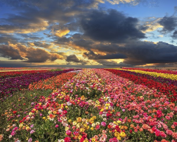 Buttercups blooming garden. Farmers field with flowers grown for export sales. Spring cloud illuminated by the sunset