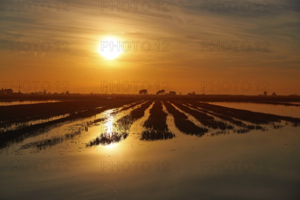 Delta del Ebro Ebre sunset in Deltebre of Tarragona at Catalonia spain