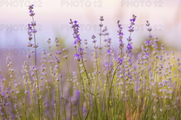 Lavender purple flowers close-up on sky background, summer field
