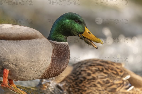 Male mallard (Anas platyrhynchos) duck looking for food in a river. Thann, Haut-Rhin, Collectivite europeenne d'Alsace, Grand Est, France, Europe