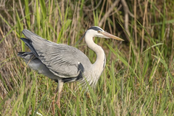 Grey heron (Ardea cinerea) resting in a reed bed. Saintes Maries de la Mer, Parc naturel regional de Camargue, Arles, Bouches du Rhone, Provence Alpes Cote d'Azur, France, Europe