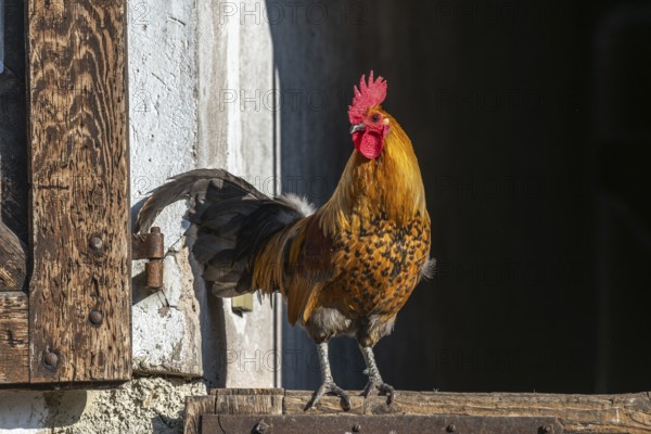 Farmyard rooster perched on a gate in an educational farm. The AGF Educational Farm in Rhinau in Alsace