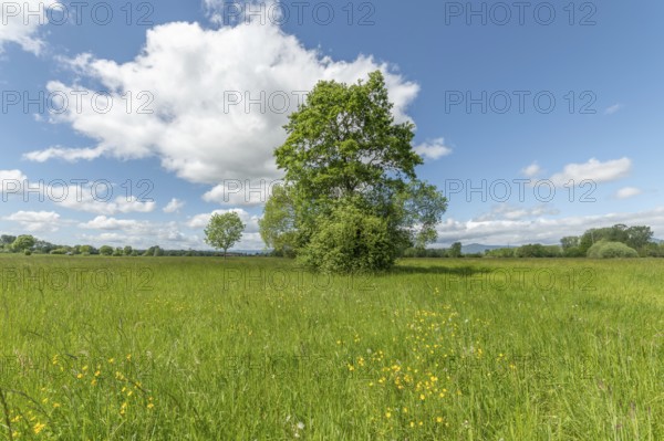 Green and sunny meadow on a spring day. Bas-Rhin, Collectivite europeenne d'Alsace, Grand Est, France, Europe