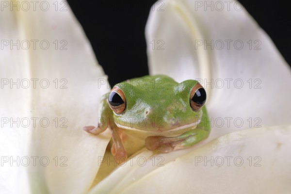 Green frog inside a flower petals