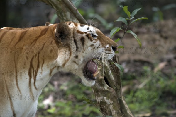 Rare golden tiger in their environment
