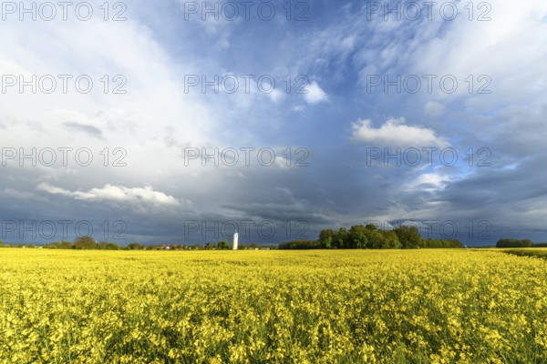 Rapeseed fields after the rain in the French countryside in early spring