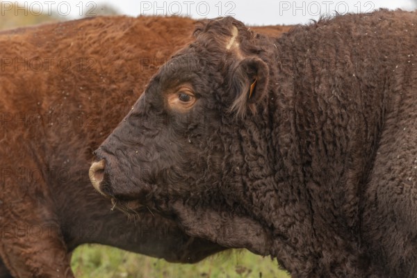 Salers bull in a pasture. France