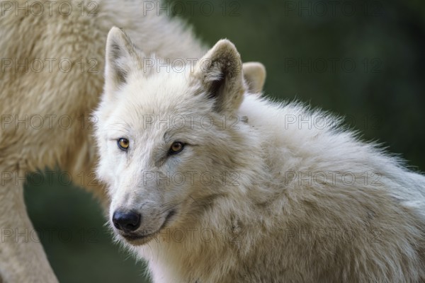 Arctic wolf (Canis lupus arctos), also known as the white wolf or polar wolf