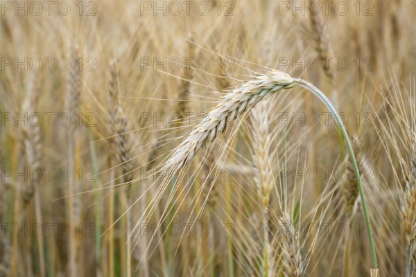 Wheat field. Golden ears of wheat on the field. Background of ripening ears of meadow wheat field. Rich harvest Concept